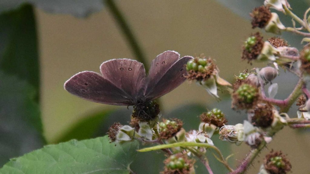 Schmetterling auf einer Blume