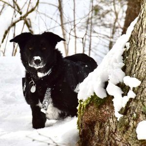 Abbey steht mit schneebedeckter Nase auf einem verschneiten Waldweg.