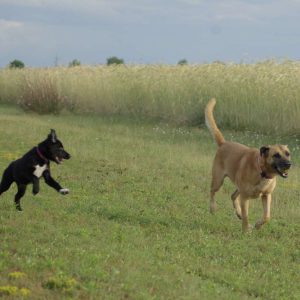 Abbey und Aki spielen gemeinsam am Feldrand.