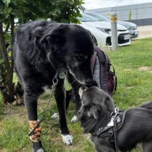 Abbey und Lucio begegnen sich vor der Tierklinik.