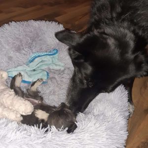 Abbey begrüßt den kleinen Lucio in seinem Hundebett.