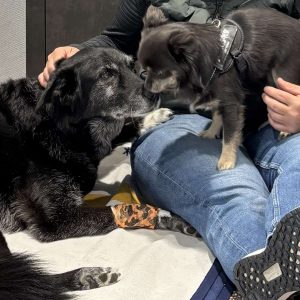 Abbey und Lucio begegnen sich ein letztes Mal in der Tierklinik.