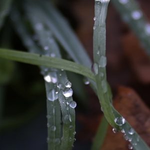 Nahaufnahme von Wassertropfen auf Gräsern als Naturmotiv für achtsame Trauerfotografie und Begleitung