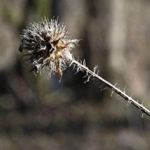 Vertrocknete Distel im Gegenlicht mit feinen Strukturen als Naturmotiv für Wandel und Erinnerung Trauerbegleitung und Fotografie.
