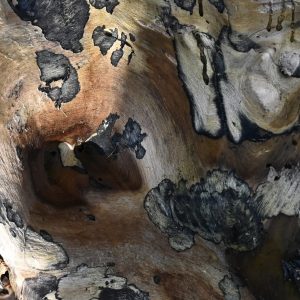 Nahaufnahme einer Baumrinde mit Strukturen, dunklen Maserungen und organischen Formen als Naturmotiv für Trauerfotografie und Begleitung