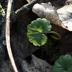 Naturmotiv mit frischem grünen Blatt zwischen trockenem Laub als Bild für Halt, Schutz und Trauerfotografie und Begleitung