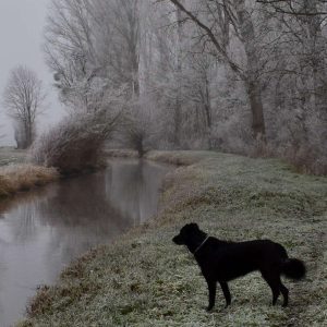 Alternativtext
Abbey steht an einem winterlichen Bach und blickt in die Landschaft.