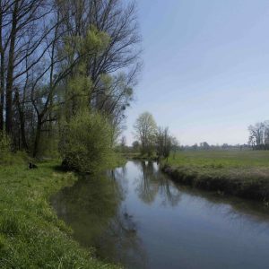 Der Bach zeigt sich im Frühling mit frischem Grün und klarem Wasser.