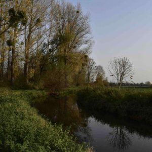er Bach zeigt sich im Herbst mit verfärbten Blättern und lichter werdenden Bäumen.