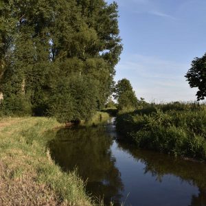 Der Bach im Sommer mit dichtem Grün und teilweise vertrocknetem Gras am Ufer.