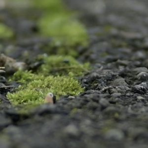 Grünes Moos wächst durch Risse im Asphalt und findet neuen Lebensraum