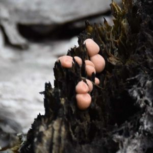 Pilze wachsen auf verwittertem Holz und werden Teil eines neuen Naturkreislaufs
