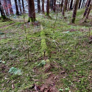 Umgestürzter Baum in der Natur als Zeichen für Werden, Vergehen und neues Leben