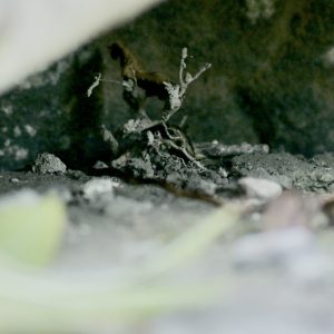 Vergrößerter Bildausschnitt mit feinen Wurzeln unter einem Stein